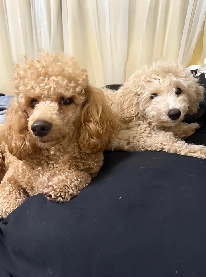 親子です 父と娘 #いぬ #aidog #AI #踊る犬