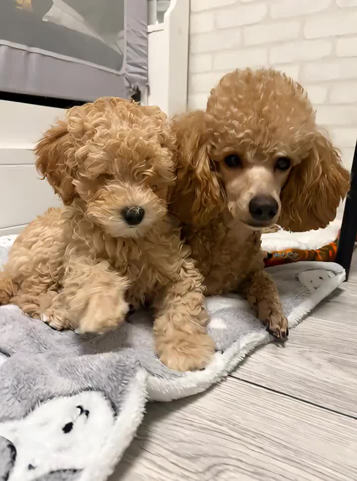 うちの子が可愛すぎる #いぬ #aidog #AI #aifood