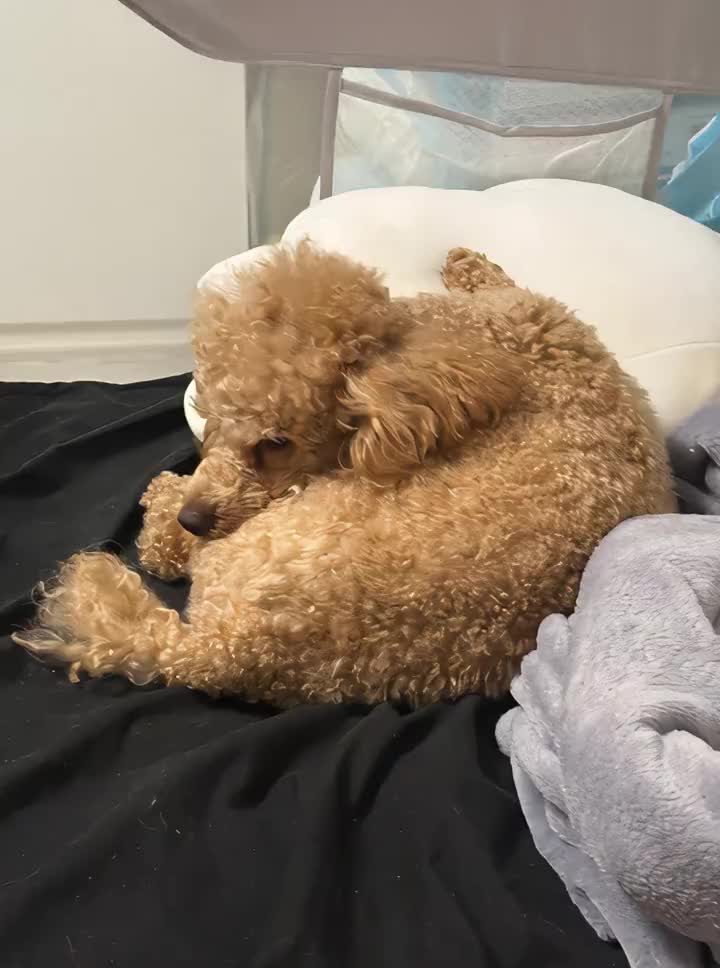 しぬｗｗｗｗｗｗ　#いぬ #aidog #AI #踊る犬 #おすすめにのりたい