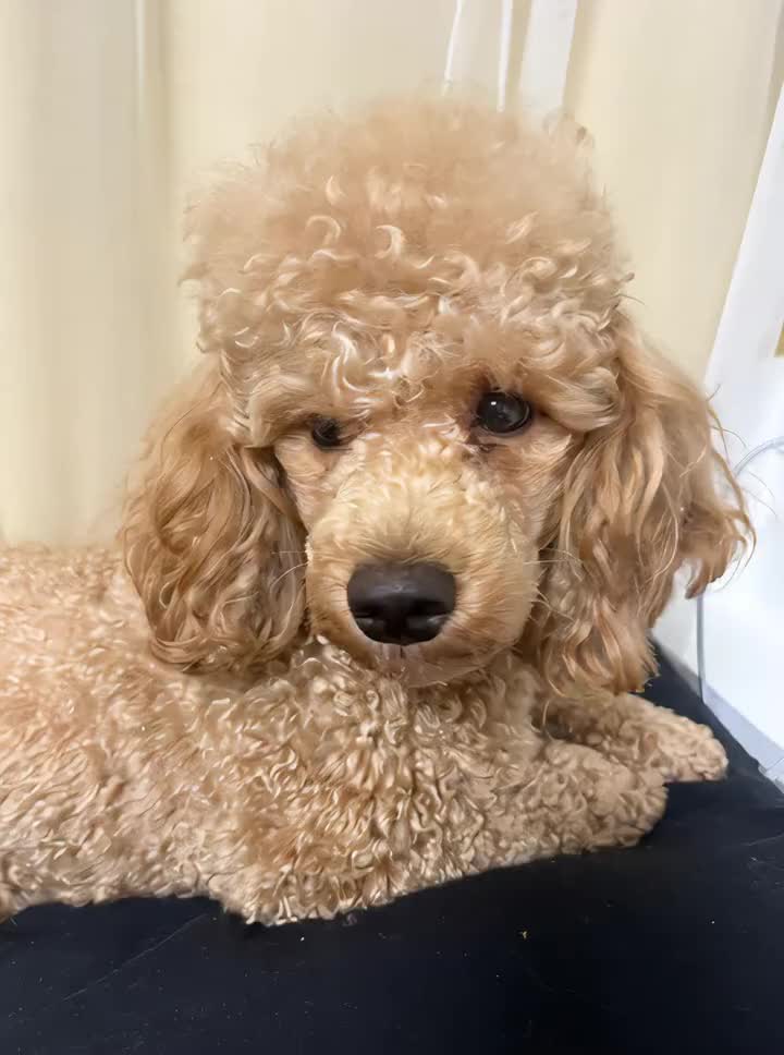 💪#いぬ #aidog #AI #踊る犬 #おすすめにのりたい