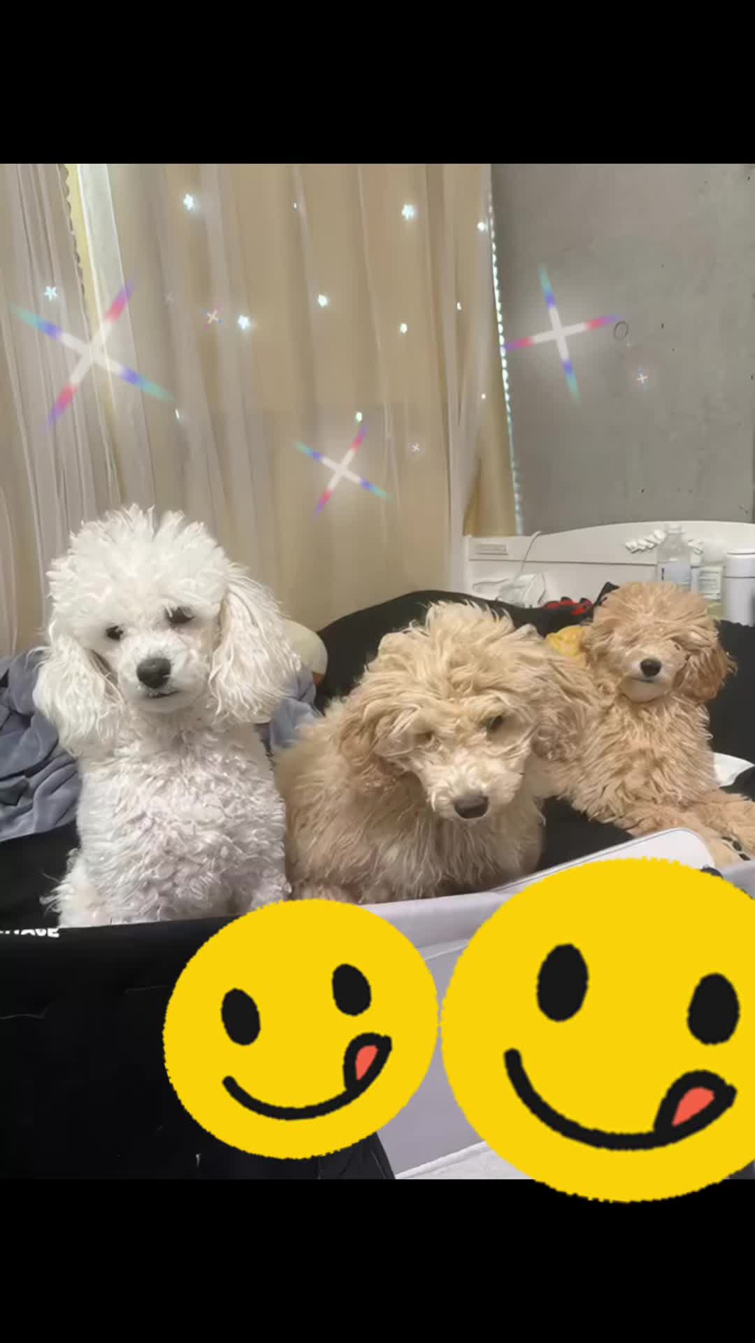 しなこ！#いぬ #aidog #AI #踊る犬 #おすすめにのりたい