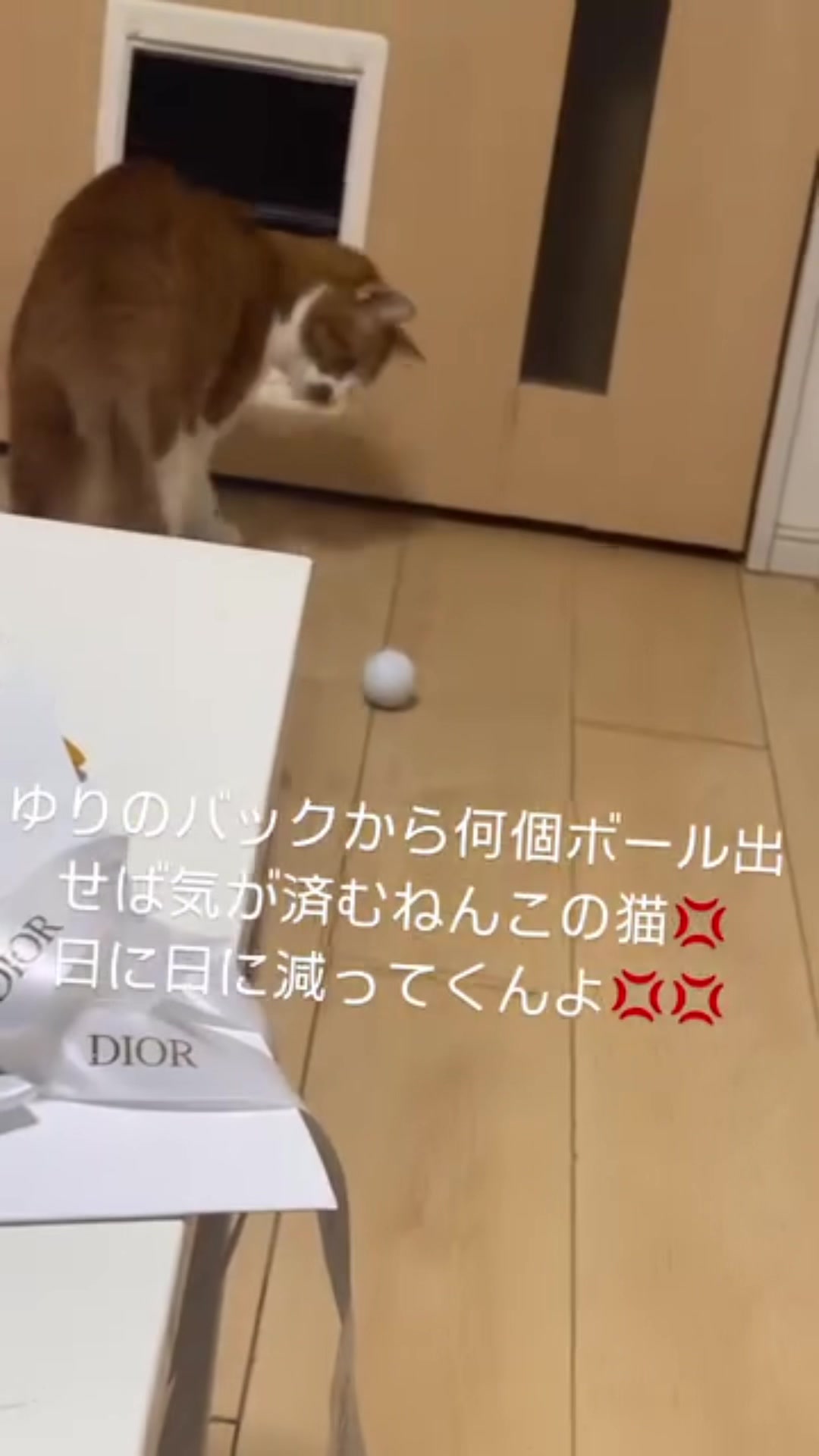 うちにはイカとゆず猫2匹います。 イカはビビリの引きこもりニートです。 ゆずは外が大好きでお腹空いた時と天気が悪い日だけ家に帰ってきます。社交的猫で外に友達も多いし第2の家もあるみたいです。つまり浮気猫ですね。 #浮気猫