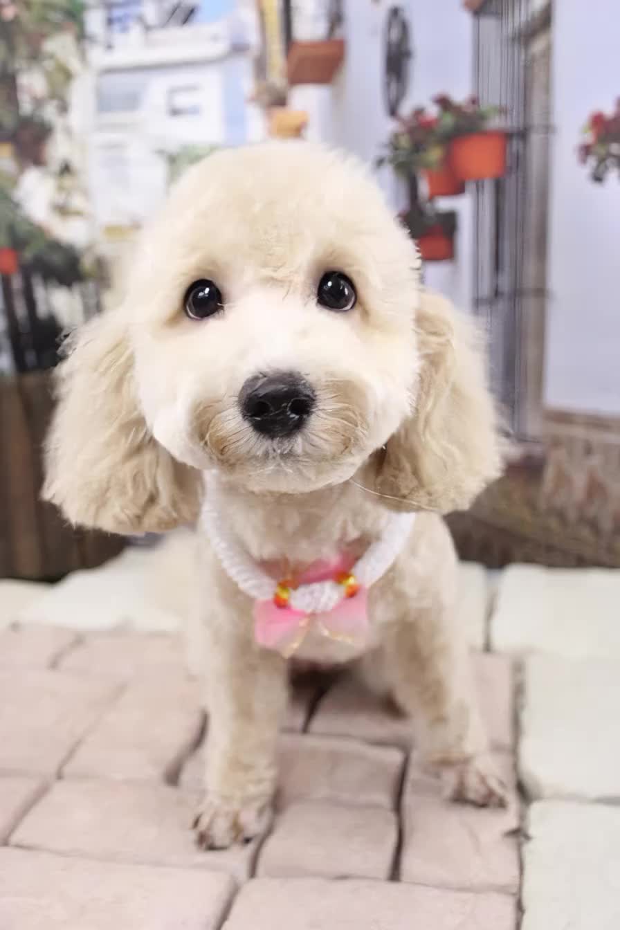 誰やねん #aimermaid