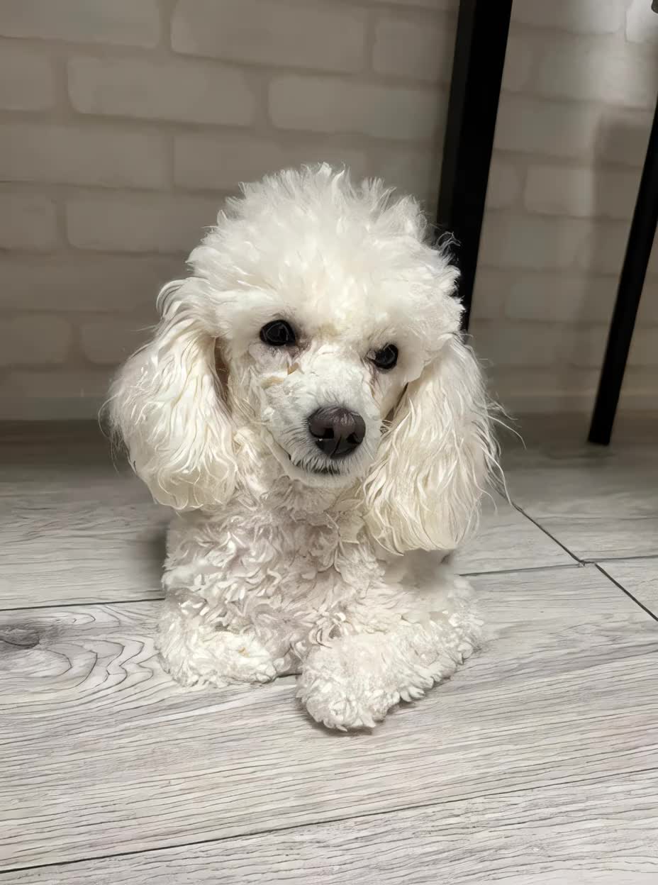 にこの波に攫われてどうぞ #aimermaid #おすすめ #いぬ #aidog