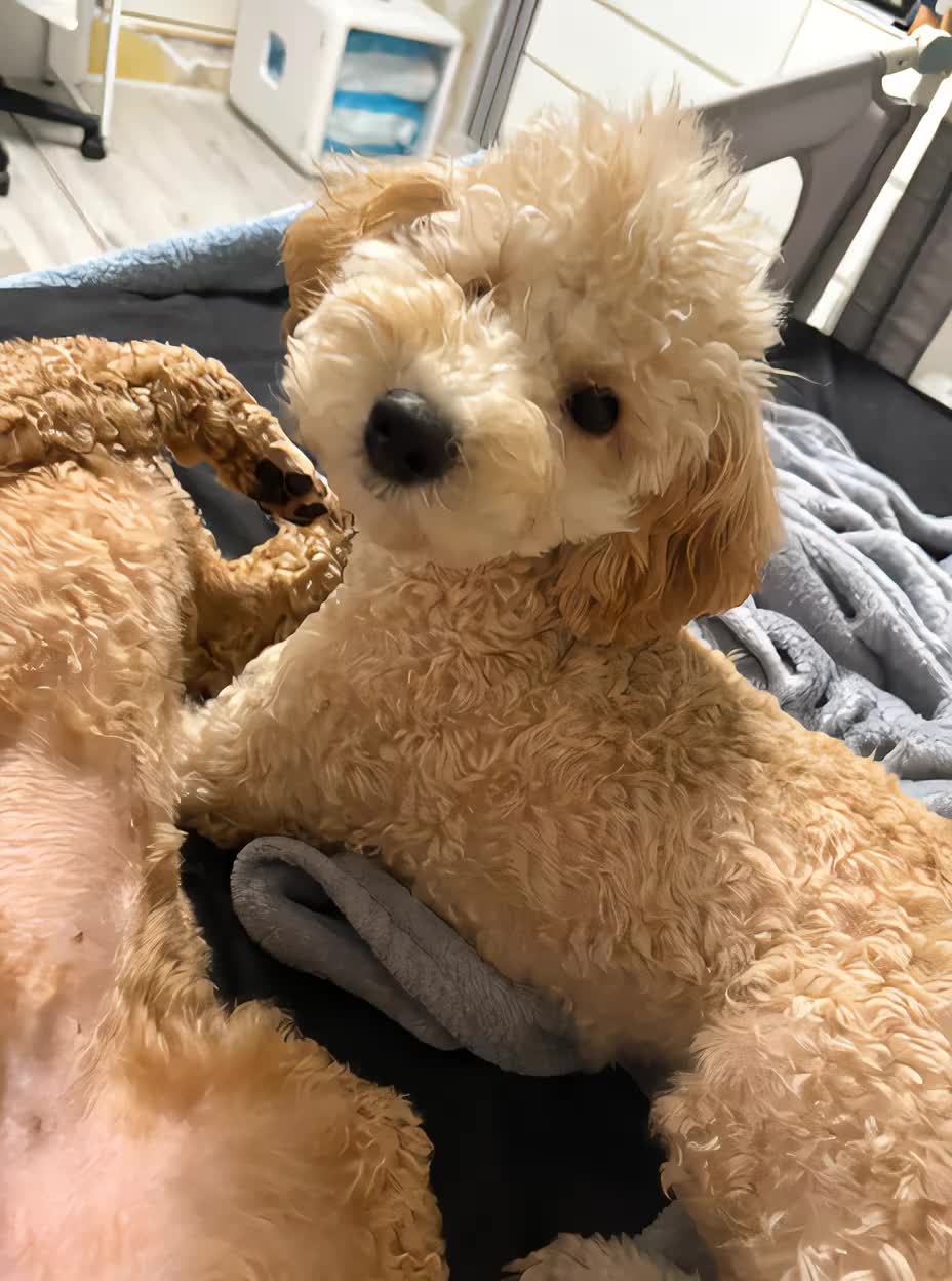 途中になんかおったぁぁぁぁぁあはにーちゃぁぁぁぁん #aimermaid #おすすめ #いぬ #aidog