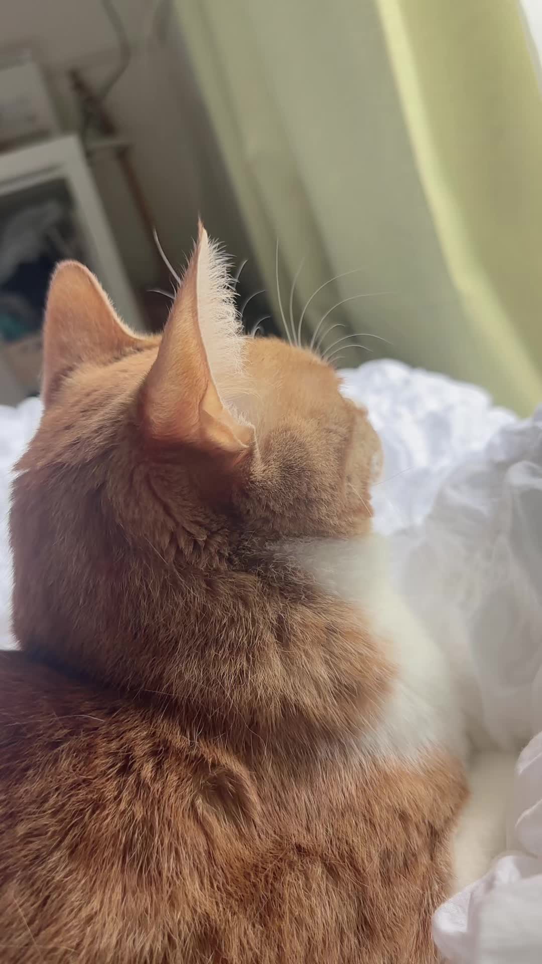 #ミックス#猫のいる暮らし #猫動画