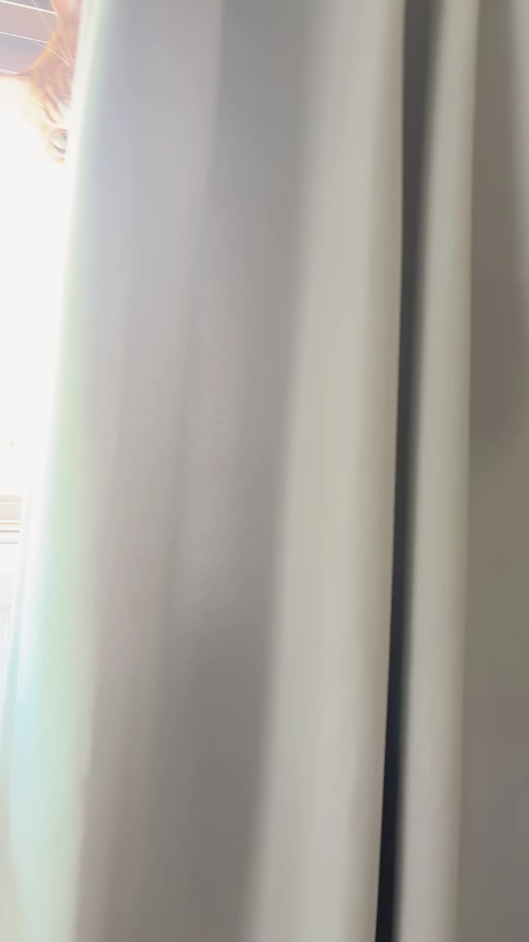 猫をもう1匹飼うか、猫に相談中 #猫のいる暮らし