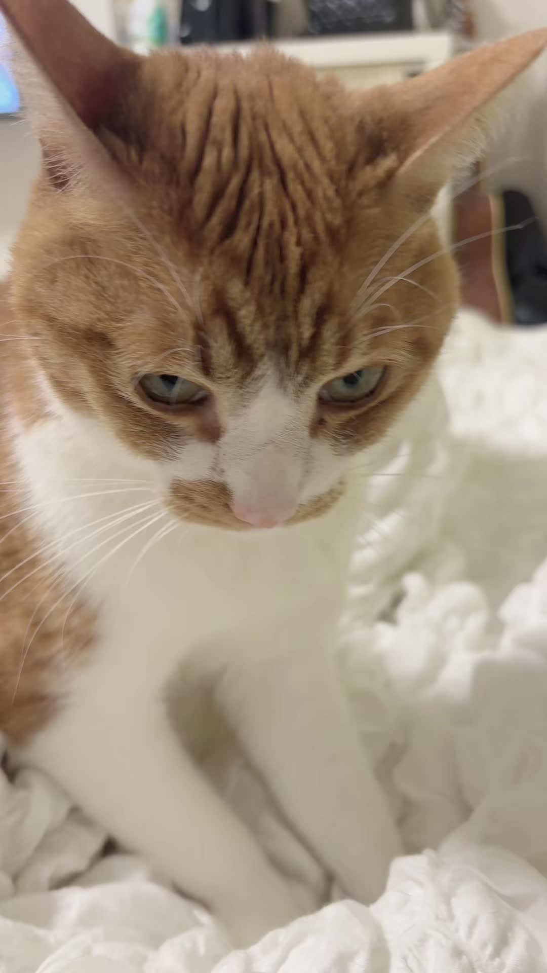 ふみふみ中ぬこ様 #猫のいる暮らし #猫動画 #茶トラ