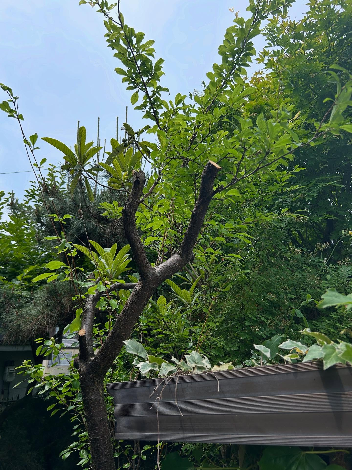 レトロ広場　わいわい日記1421299