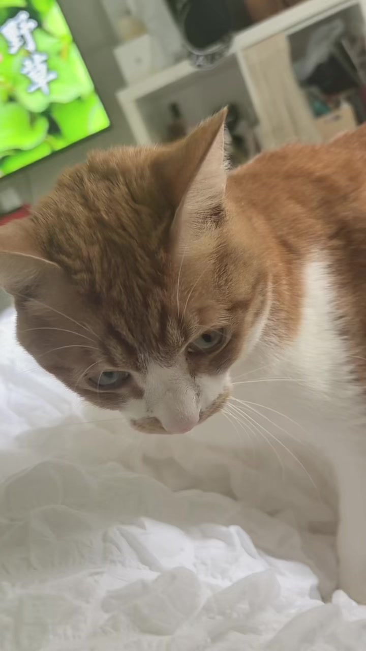 西船橋 VELLUGUE日記1470901