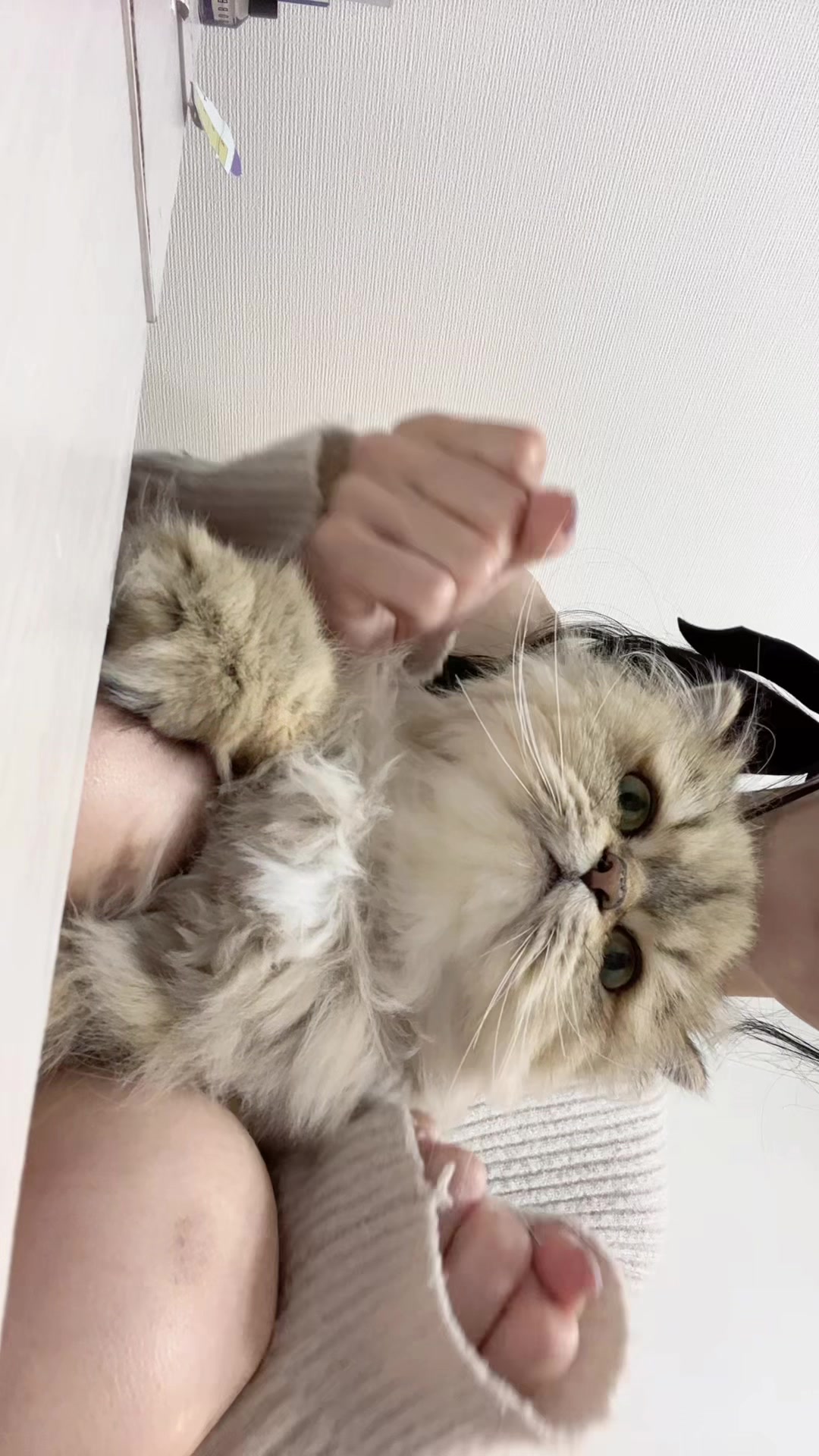 Angel Feather日記1553149