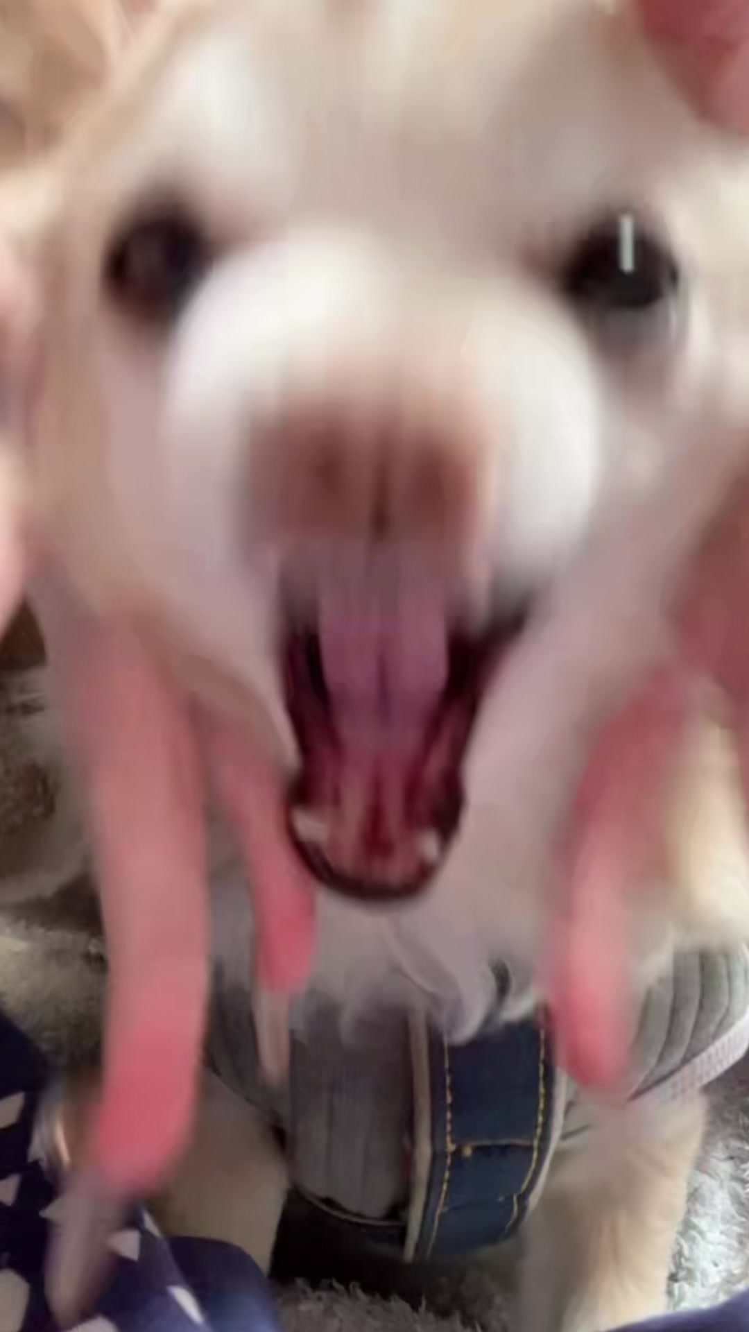 美人茶屋日記1568613