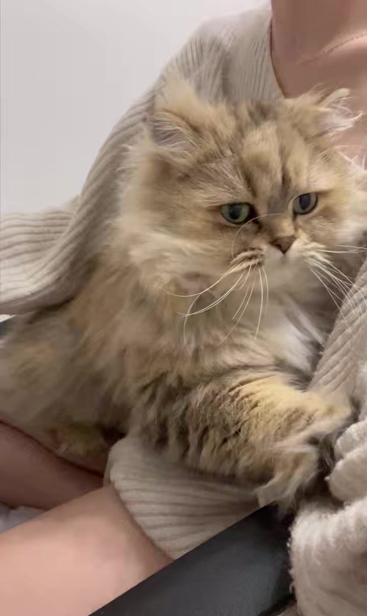 Angel Feather日記1581604