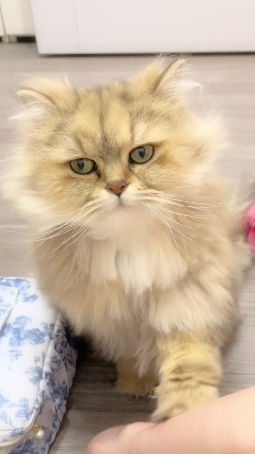 Angel Feather日記1585708