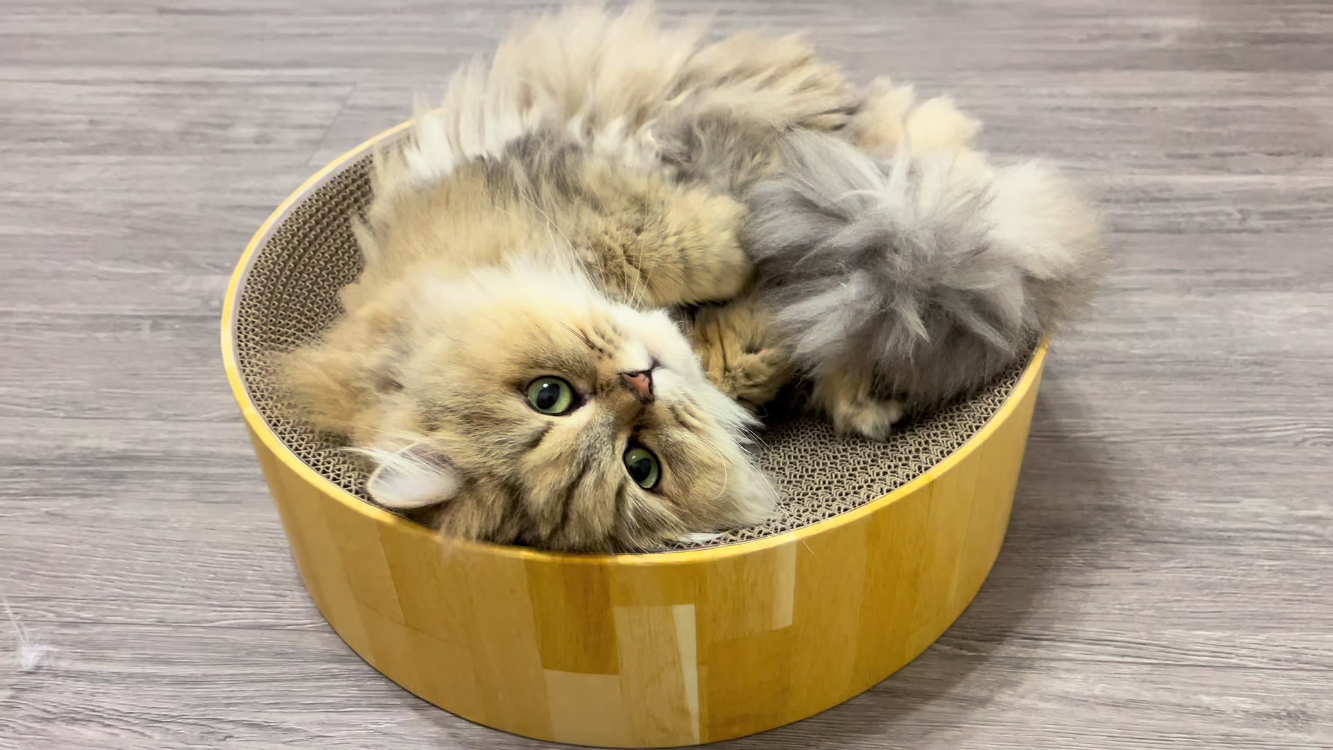 Angel Feather日記1605048