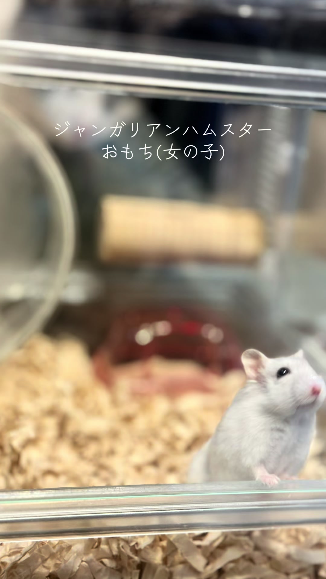藤咲 あや