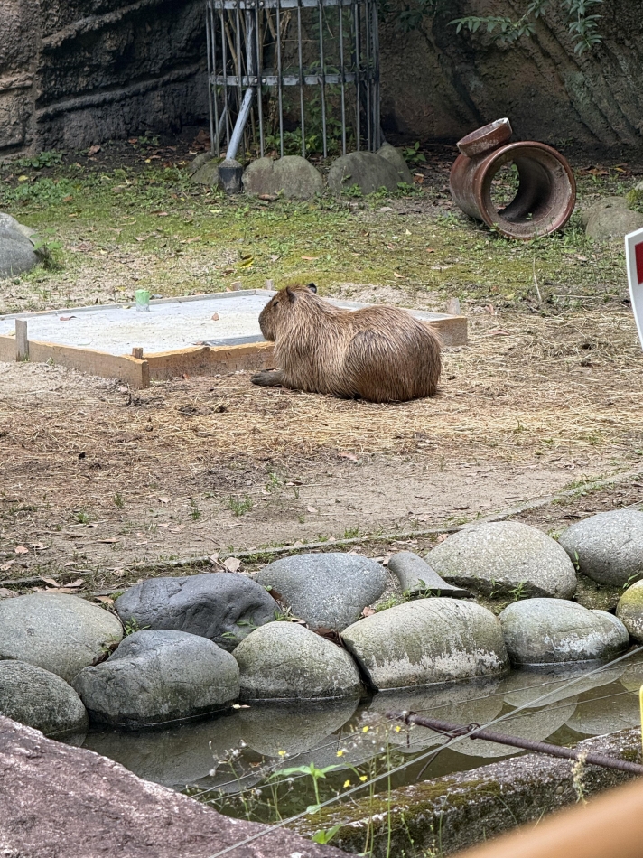 カピバラ🔅