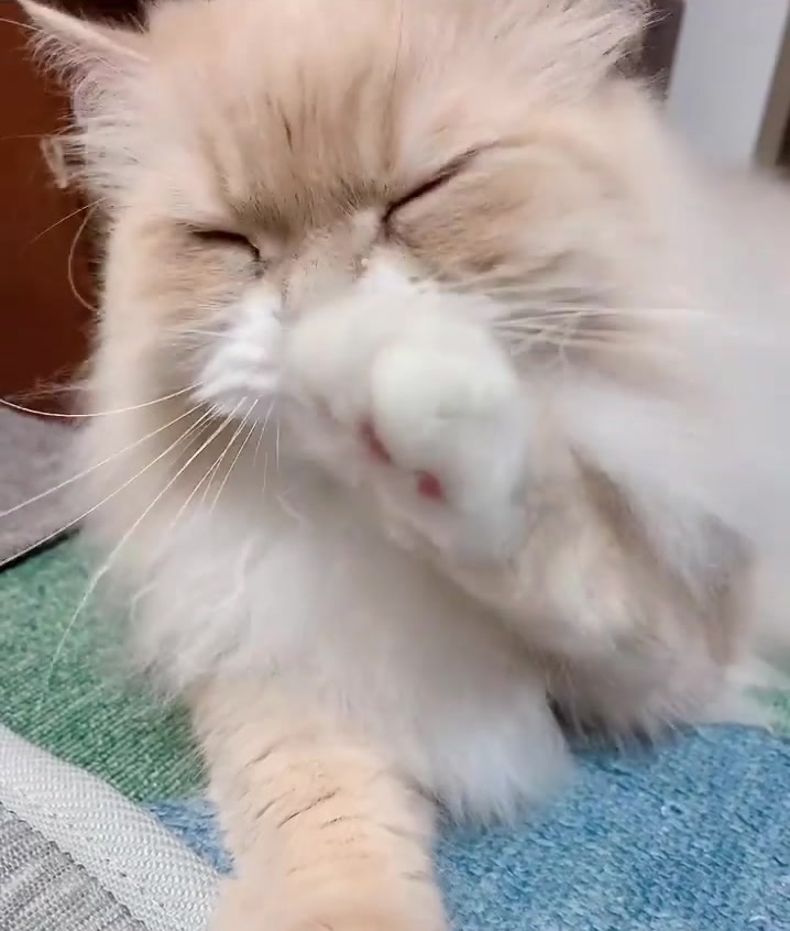 不死鳥日記1632476