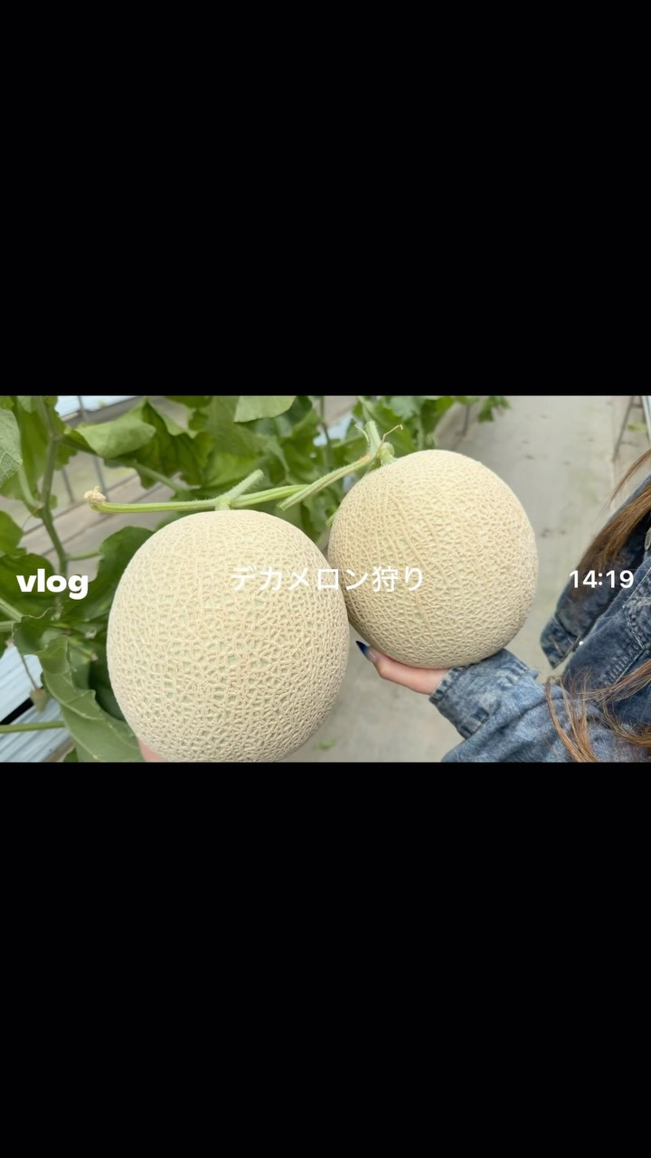 一条 葵