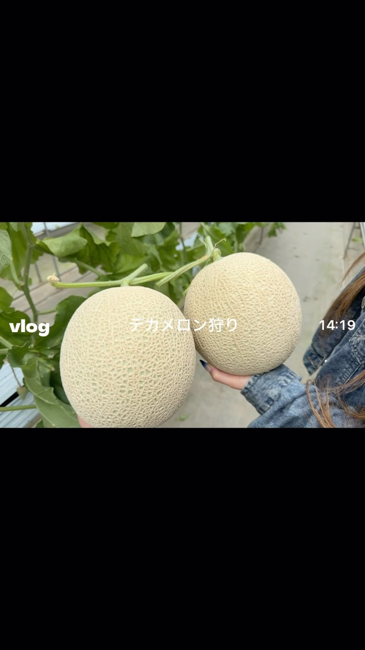 一条 葵