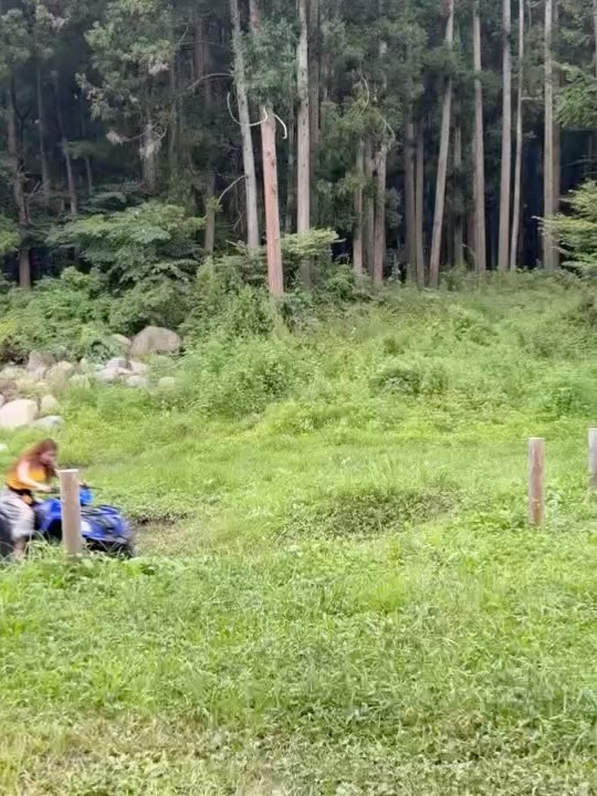 一条 葵