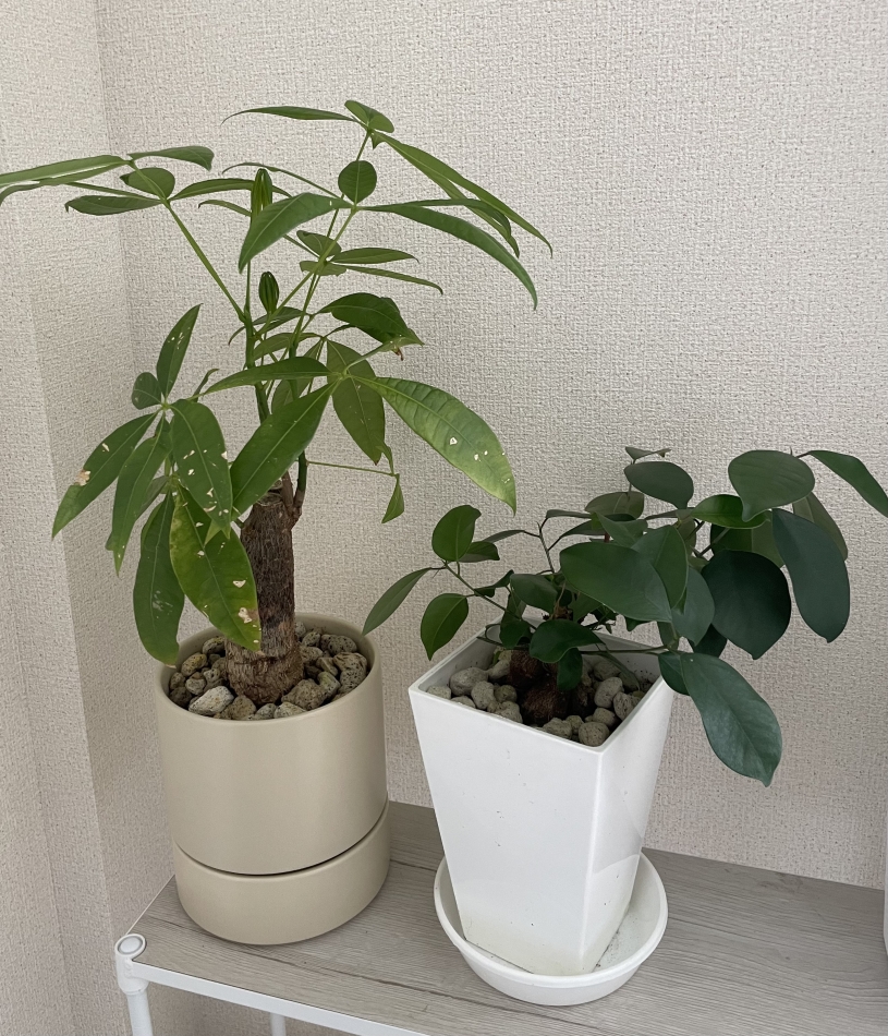 観葉植物🌿🪴