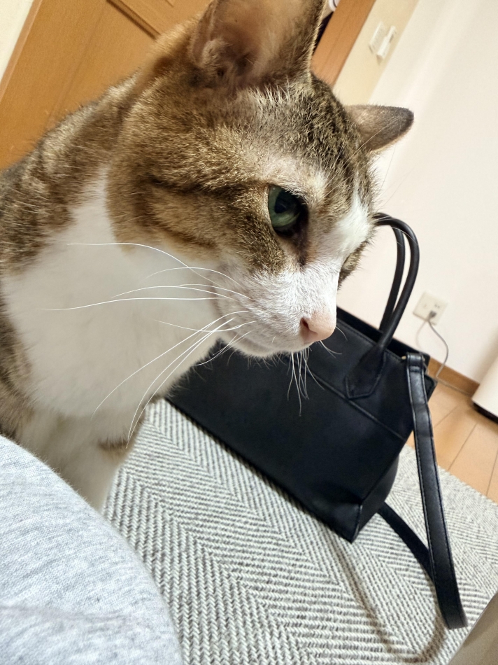 推し猫