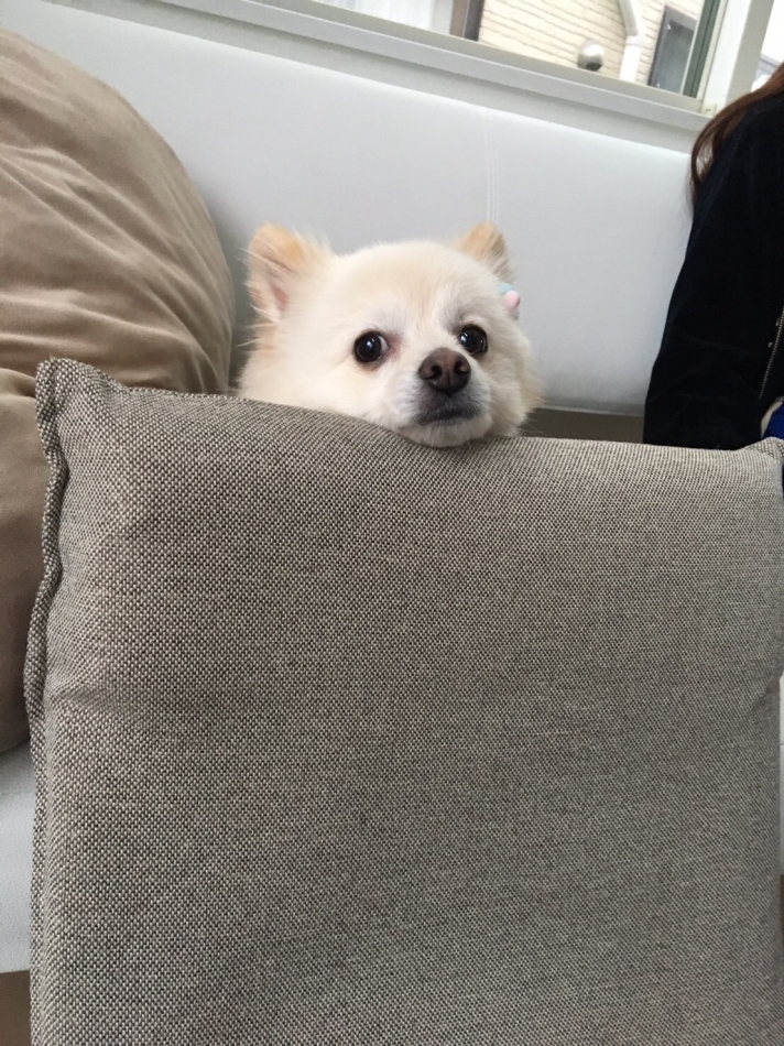 可愛いだけじゃダメですか？