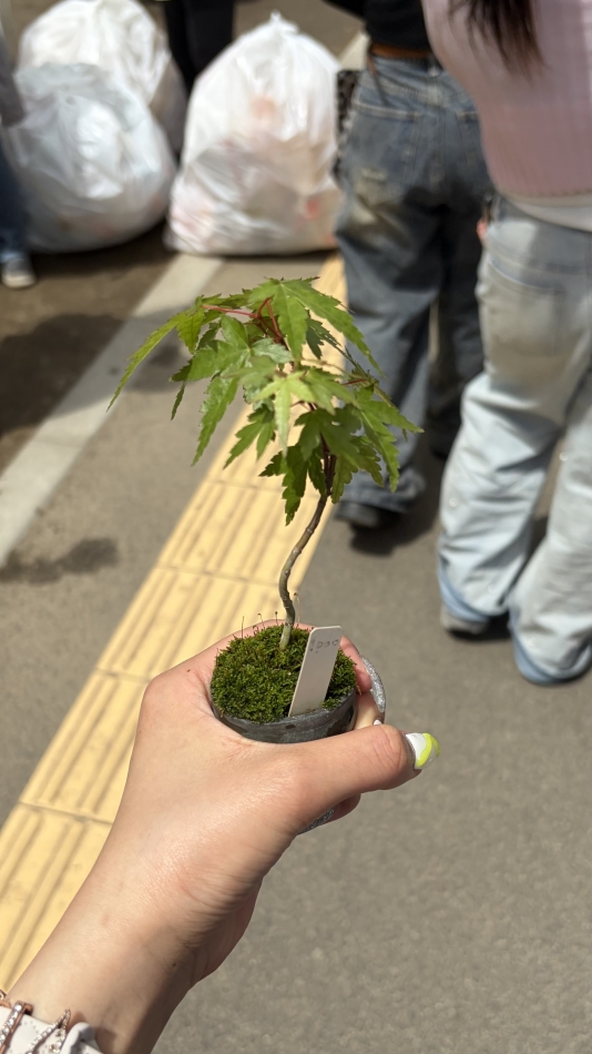 一条 葵