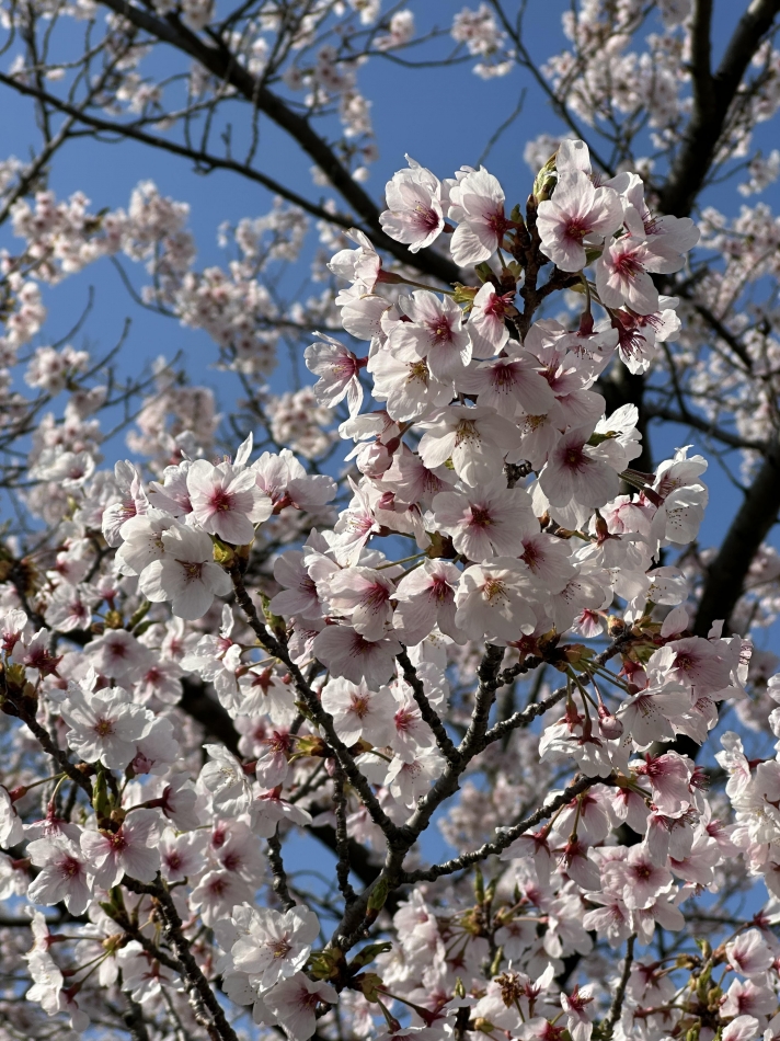 今年の夏やばい