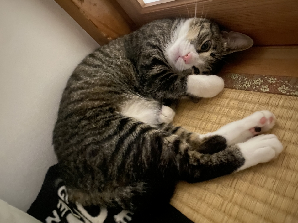 ダフネ日記1730090