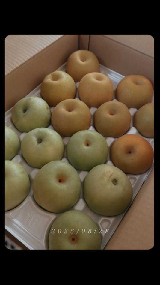 梨いただきました☺️