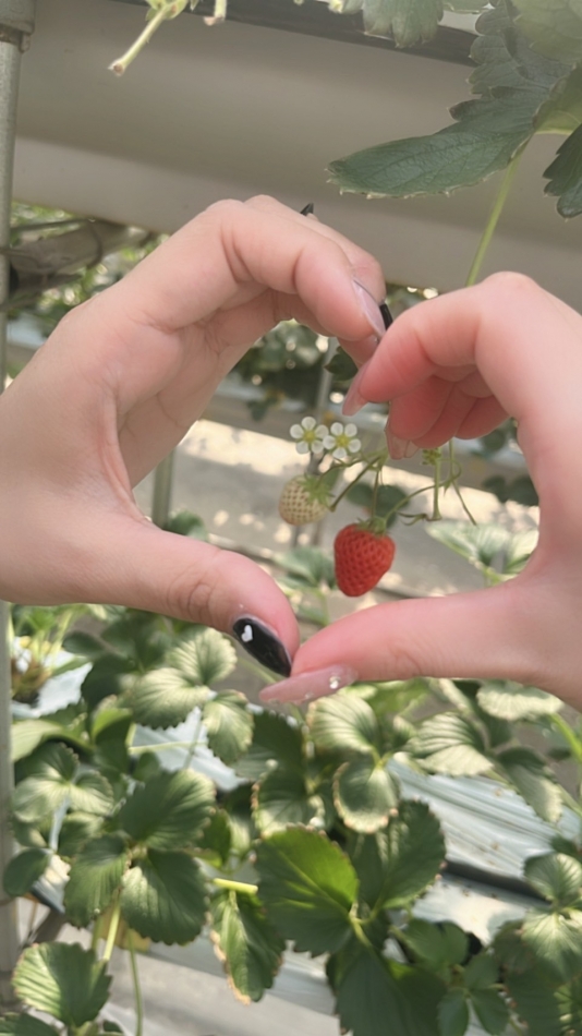 🍓#3