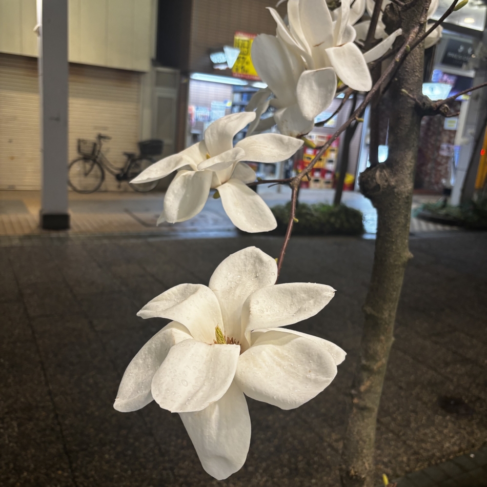 club Diana日記1631469