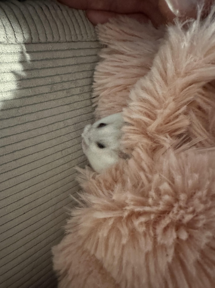 藤咲 あや