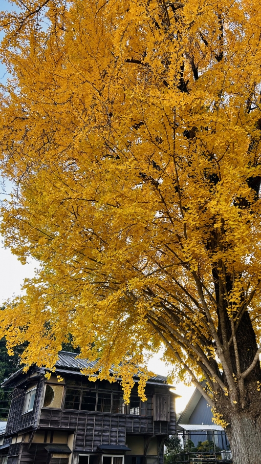 スナックBar Peace日記1537427