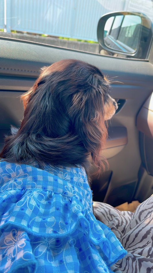 うちのムスメ🐶