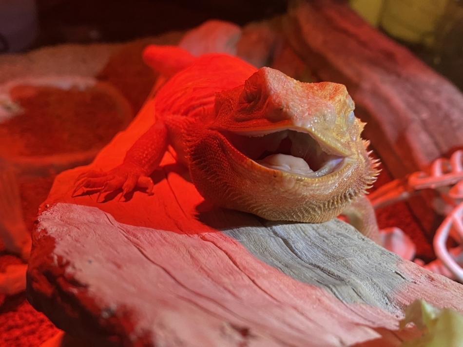 かわいいジュネ🥰