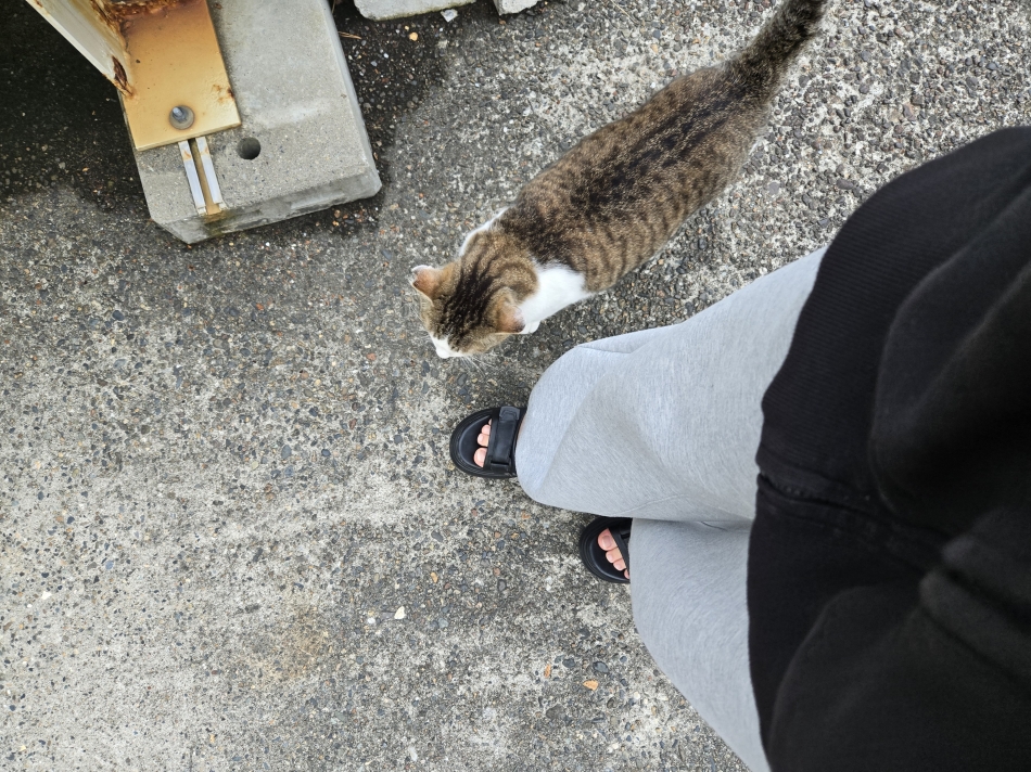 一条 葵