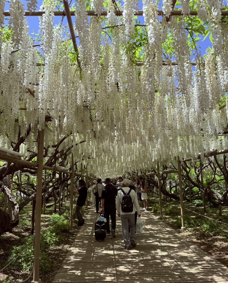 きれいだったー！