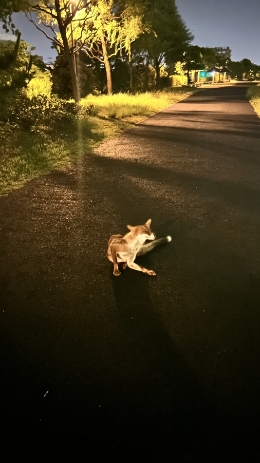 キツネいた🦊🐾