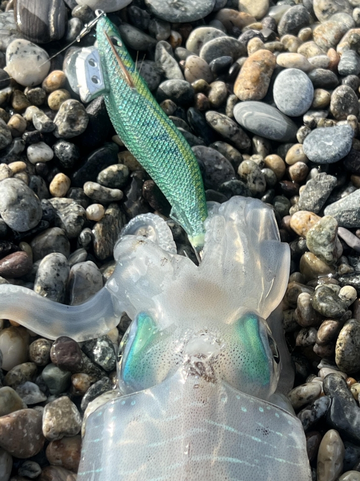 モエモエグリーン