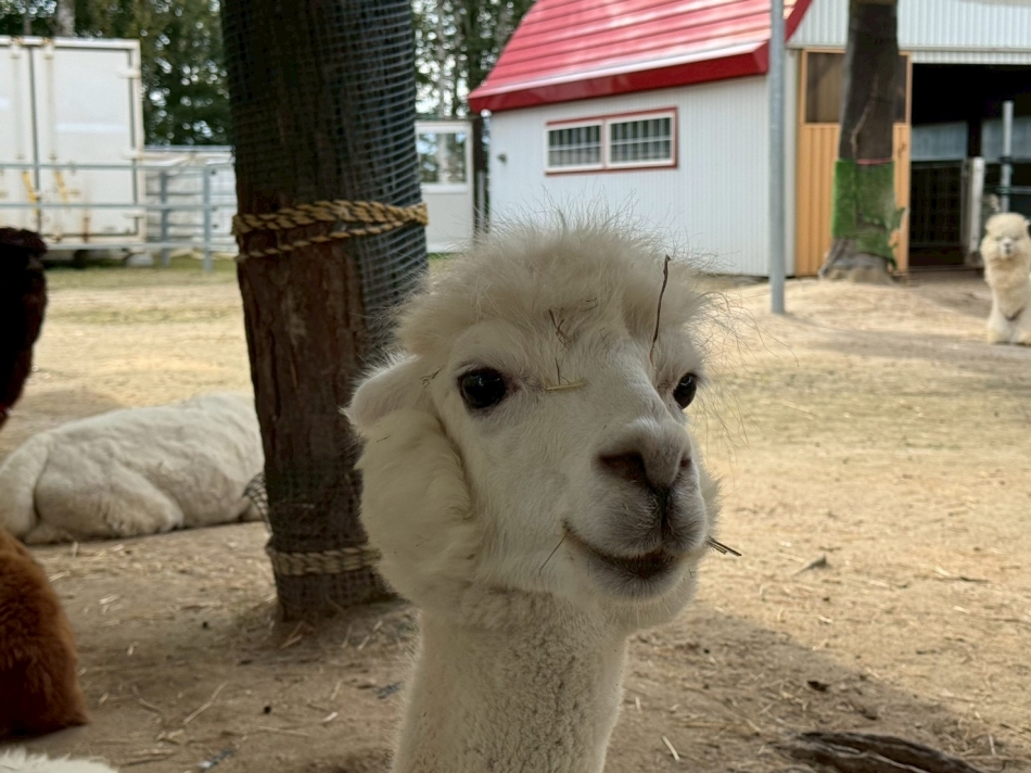 アルパカ🦙