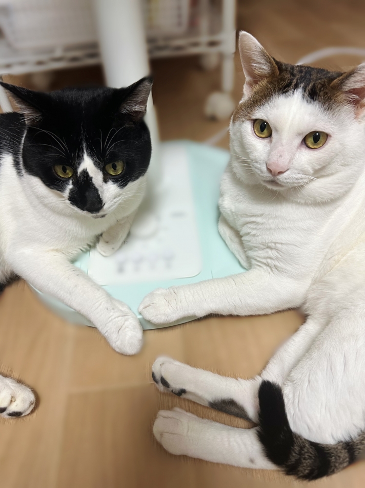 にゃん神様 🐱🩵