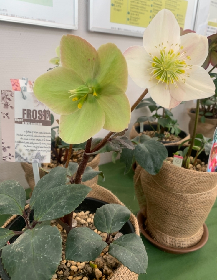 熟女キャバクラ Lips日記1610538