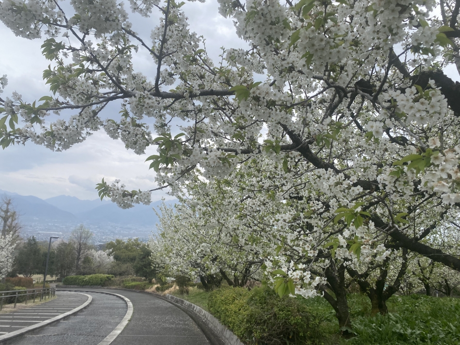 Club ALICE日記1633915