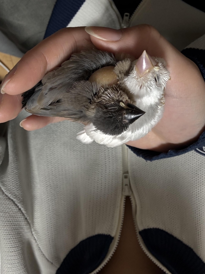 カラオケハイボールbar美人姉妹日記1514382