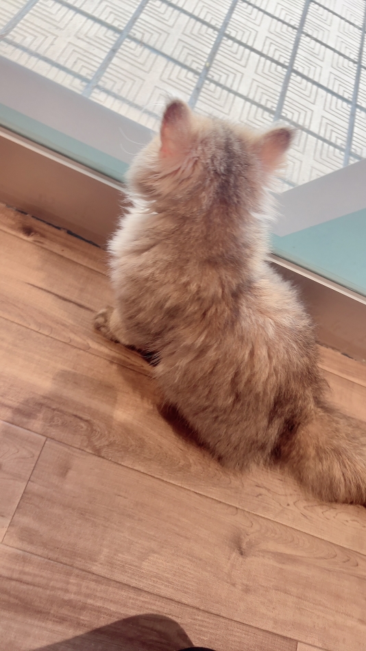 かわいい後ろ姿🐱ྀ&#xF72=?ISO-2022-JP?B?OyYjeDFGNDMxOyYjeEY4MDsmI3hGNzI7JiN4MUY0MzE7JiN4RjgwOyYj? = xF72;