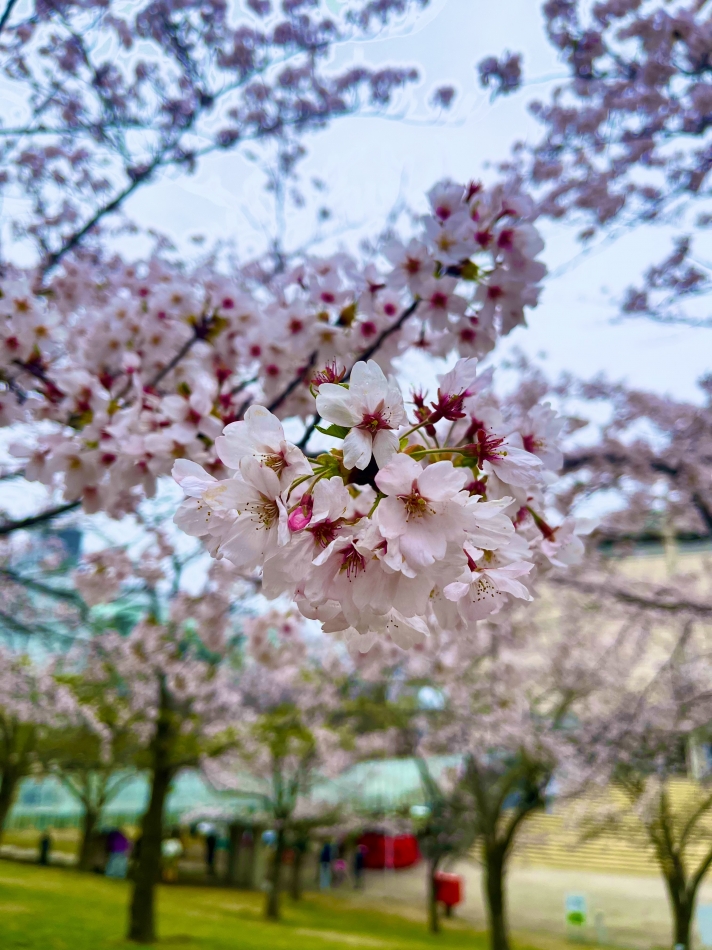 春がやってきました😽