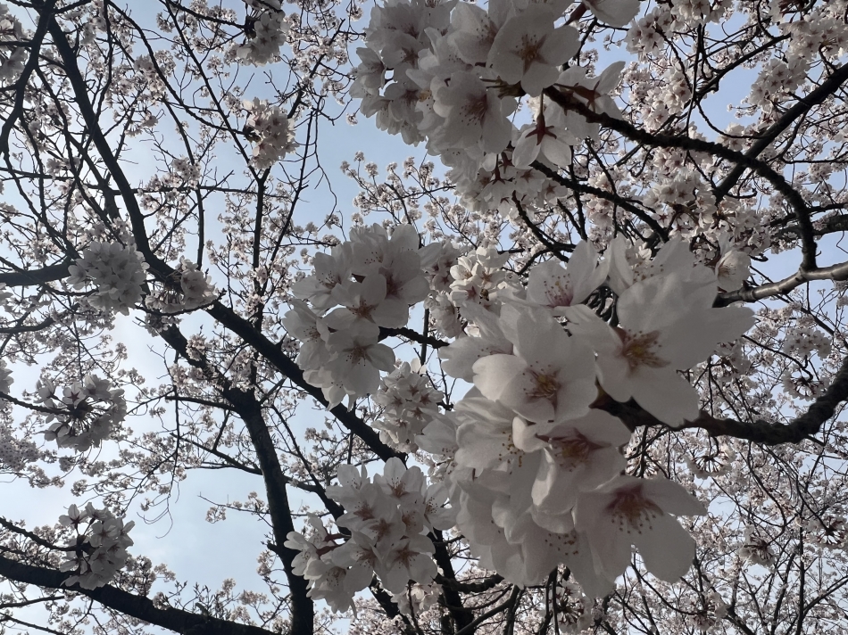 Club Un plus日記876832